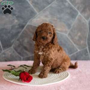 Zion, Miniature Poodle Puppy